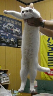 Longcat is long